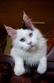 Jun 15, 2021 · kucing yang aktif dan selalu berinteraksi dengan manusia, kucing ini sangat disukai oleh pengemar kucing. Kucing Mata Belang Wikipedia Bahasa Indonesia Ensiklopedia Bebas