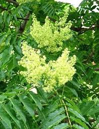 Image result for Ailanthus