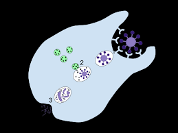 Phagocytosis Definition Function Steps Examples Biology