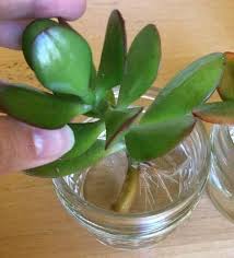 Antique milk bottles or other vintage bottles are my favorites to use for succulent water propagation. Water Propagation For Succulents A How To Guide Succulent Plant Care