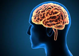 Neuroscientist discovers hidden region in the human brain