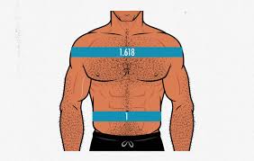 The shoulder anatomy includes the anterior, lateral & posterior deltoids, plus the rotator cuff. Fkbvkrnmksvbem