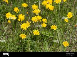 Image result for Macledium sessiliflorum
