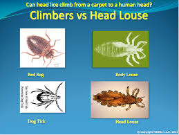 head bugs or bed bugs which do you have