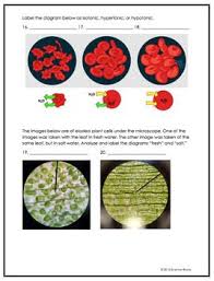 Cell Transport Osmosis Tonicity Worksheet In 2020 Cell Transport Osmosis Worksheets