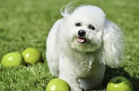 Created by icelandicorangutana community for 5 years. Small Dog Breeds Need Different Food