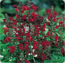Pin On Small Boarder Plants