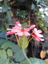Image result for Crossandra nilotica