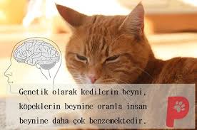 Genetik Olarak Insan Beynine Yakin Olan Beyin Kedi Beyni Midir Kopek Beyni Mi Kedi Kopek Kedisever Kopeksever Patiaski Goruntuler Ile Kedi Kopek Kedi Kopek
