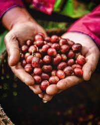 Coffeol Romania On Instagram Cireasa De Pe Tort A Zilei De Azi Este Cea De Cafea Asa Arata O Mana Culeasa Manual De Catre Fermierii Nostri Din Thailanda Fie