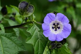 Image result for Nicandra