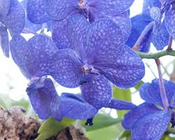 Image result for Vanda coerulea