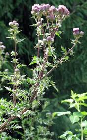 Image result for Cirsium  buchwaldii