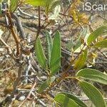 Image result for Terminalia brachystemma