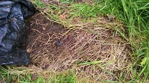 How do you kill weeds in a wildflower garden? How To Kill Weeds 6 Ways To Get Rid Of Them Dengarden
