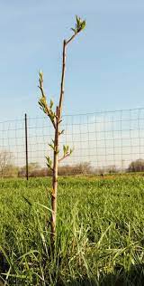 Stark® montmorency pie cherry (122) starting at $59.99. Just Me Fruit Trees From Stark Brothers