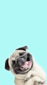 Iphone Wallpapers 19 Pug Fondos De Pantalla Animales Stuffed Animals