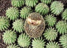 Check out these funny gifs. 10 Crazy Cacti Ideas Cactus Cacti And Succulents Planting Flowers