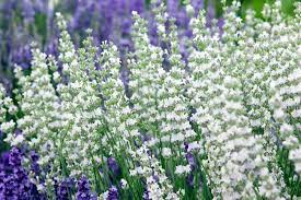 Hayloft Plants Lavender Plant Plants Lavender Varieties