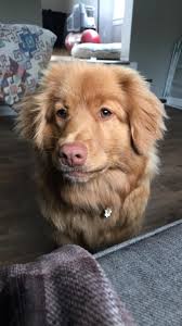 Leash training and socialization tips for 7-month-old Daisy