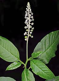 Image result for Phytolacca
