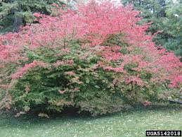 Can be used for privacy screens, hedge, or a nice hedge. Euonymus Home Garden Information Center