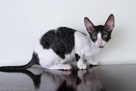 Pictures Of Cornish Rex Cats Cornish Rex Cat Rex Cat Cornish Rex