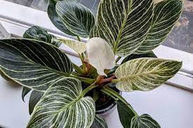 Philodendron birkin plants consist of a crystal called calcium oxalate. How To Care For A Philodendron Birkin Plant Care For Beginners