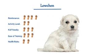 Without being too big or too small it gives the impression of a regal dog breed. Lowchen Dog Breed Everything You Need To Know At A Glance