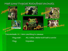 While covering less than 6 percent of earth's surface. Tropical Rainforest Animals Ppt Download