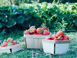 .ct office of policy and management • ct state building inspector • ct office of state fire marshal • ct secretary of state commercial recording division • ct small business town profile • capital projects • economic development • about south windsor • south windsor chamber of commerce. G83nwpckpjtlsm