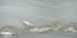 Dari begitu banyak jenis ikan kakap di indonesia ada tiga suku yang cukup di kenal oleh masyarakat, yakni suku lutjanidae, labotidae, dan centropomidae. Ikan Ini Kehilangan Indra Penciuman Gara Gara Perubahan Iklim Halaman All Kompas Com