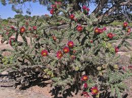 Image result for Opuntia imbricata