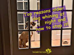 Top Reasons Older Dog Whining At Night And How To Stop It Travelingpetsafety Com