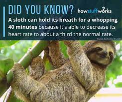 How long can a sloth hold its breath underwater? Facebook