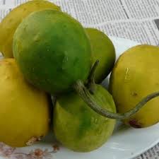 Image result for Cucumis sacleuxii