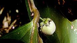 Image result for Casearia runssorica