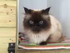 Buy Ragdoll Himalayan Cats For Sale Online in India ...