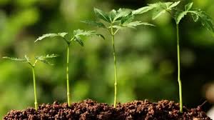 Maybe you would like to learn more about one of these? Do Plants Need Soil To Grow Let S Dig Deeper