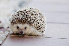 Adopting A Hedgehog Expectations Vs Reality Alligator Wildlife Discovery Center