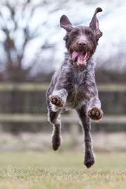 German Wirehaired Pointer