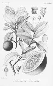 Image result for Strychnos madagascariensis