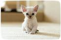Devon Rex Boys - Male Devon Rex Kitten For Sale in New ...