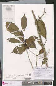 Image result for Calycosiphonia spathicalyx