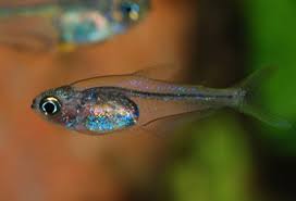 Der peruanische kolibrisalmler (trochilocharax ornatus) stellt eine der hübschesten neuentdeckungungen der letzten jahre dar. Trochilocharax Ornatus Hummingbird Tetra Seriously Fish