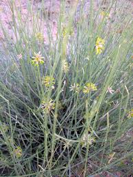 Image result for Orthanthera