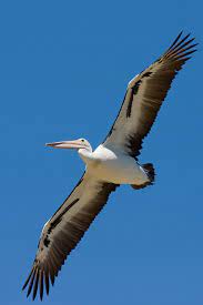 Digies is a term meaning digital camouflage, (pictured). Pelican Wikipedia