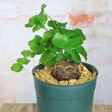 Image result for Dioscoreophyllum