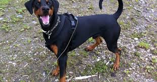 Black And Tan Doberman Puppies Puppy Doberman Docking Tail Age Doberman Forum Doberman Breed Dog Forums Doberman Pinscher Doberman Doberman Pinscher Natural Ears