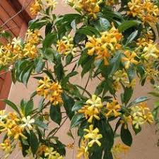Hymenosporum Flavum Or Native Frangipani Is A Rainforest Tree Which Is Native To Queensland And New Australian Native Garden Australian Native Plants Flowers